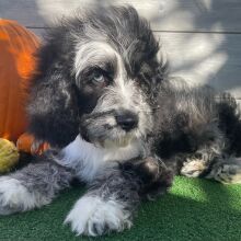 Cockapoo Puppy Xadrian
