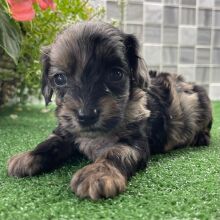 Cockapoo Puppy Zoelle