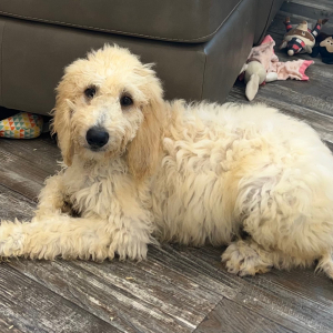 Goldendoodle Puppy Addison