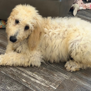 Goldendoodle Puppy Addison