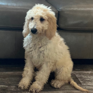 Goldendoodle Puppy Addison