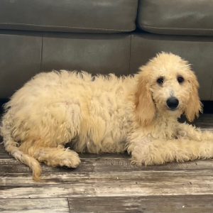 Goldendoodle Puppy Addison