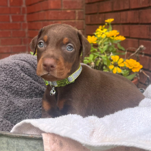 Doberman Pinscher Puppy Yukon
