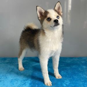 Pomsky Puppy Amber