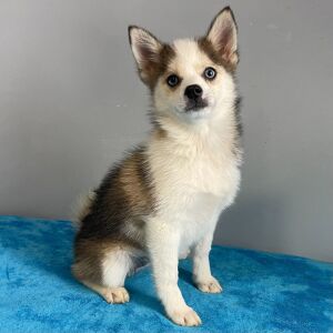 Pomsky Puppy Amber