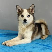 Pomsky Puppy Amber
