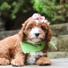 Cavapoo Puppy Galaxie