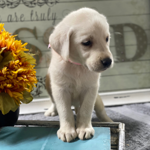 Labrador Retriever Puppy Miss Claire