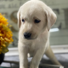Labrador Retriever Puppy Miss Claire
