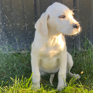 Labrador Retriever Puppy Miss Claire
