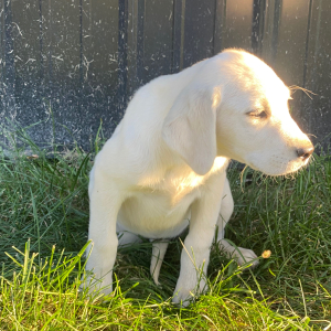 Labrador Retriever Puppy Miss Claire