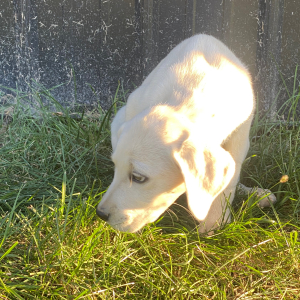 Labrador Retriever Puppy Miss Claire