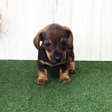 Dachshund Puppy Swan