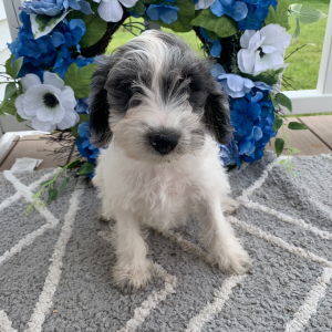 Schnoodle Puppy Oscar