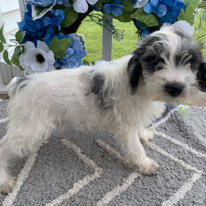 Schnoodle Puppy Oscar