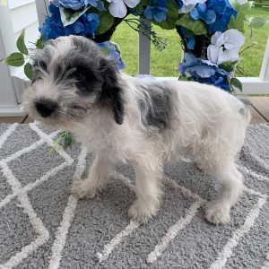 Schnoodle Puppy Oscar