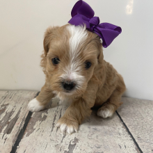 Maltipoo Puppy Everly