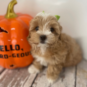Maltipoo Puppy Everly