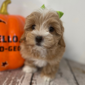 Maltipoo Puppy Everly