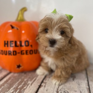 Maltipoo Puppy Everly