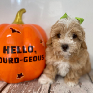 Maltipoo Puppy Everly