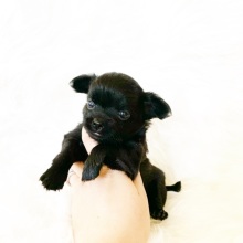 Chihuahua Puppy Sage