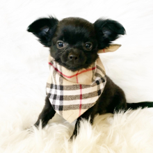 Chihuahua Puppy Peanut