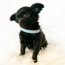 Chihuahua Puppy Peanut