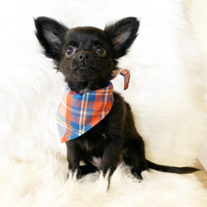Chihuahua Puppy Peanut