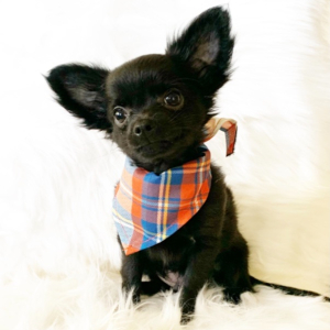 Chihuahua Puppy Peanut