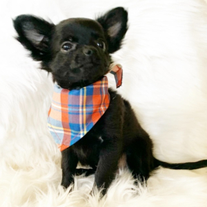 Chihuahua Puppy Peanut