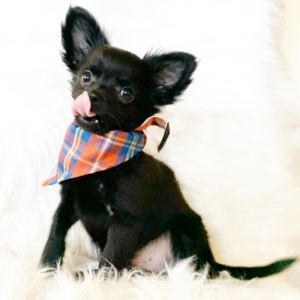 Chihuahua Puppy Peanut