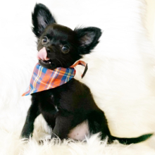 Chihuahua Puppy Peanut