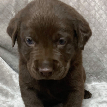 Labrador Retriever Puppy Kelso