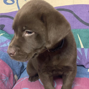 Labrador Retriever Puppy Kelso