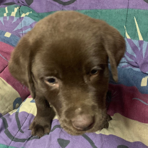 Labrador Retriever Puppy Kelso
