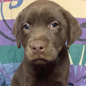 Labrador Retriever Puppy Kelso