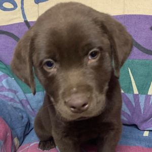 Labrador Retriever Puppy Kelso
