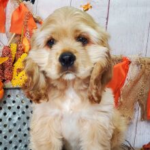 Cocker Spaniel Puppy Dodge