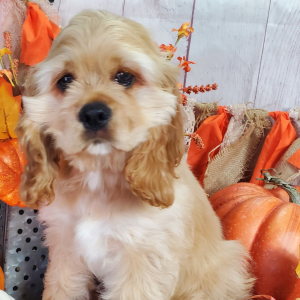 Cocker Spaniel Puppy Dodge