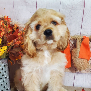 Cocker Spaniel Puppy Dodge