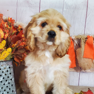 Cocker Spaniel Puppy Dodge