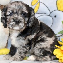 Cocker Spaniel Puppy Francesca