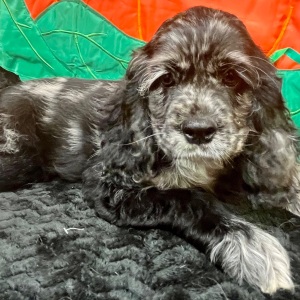 Cocker Spaniel Puppy Francesca