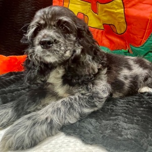 Cocker Spaniel Puppy Francesca