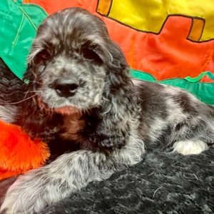 Cocker Spaniel Puppy Francesca