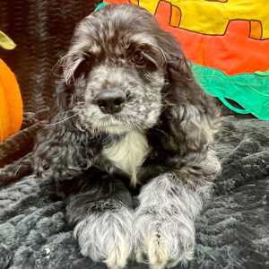 Cocker Spaniel Puppy Francesca