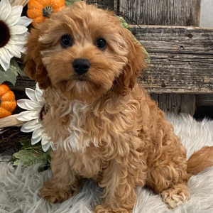 Cavapoo Puppy Jamayca