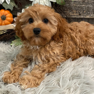 Cavapoo Puppy Jamayca