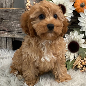 Cavapoo Puppy Jamayca